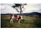 Thornville QLD 4352