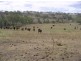 Thornville QLD 4352