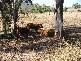 Hirstglen QLD 4359