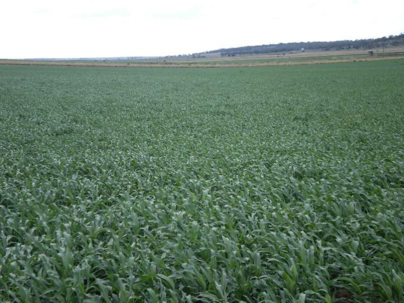 Aubigny QLD 4401