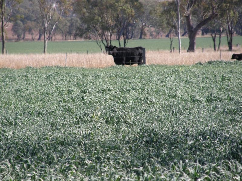BIDDESTON SOUTHBROOK ROAD, Biddeston QLD 4401