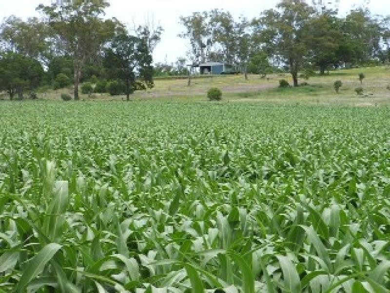 26 Kulpi Peranga Road, Kulpi QLD 4352
