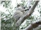 Crows Nest QLD 4355