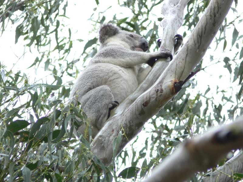 Crows Nest QLD 4355