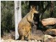 Crows Nest QLD 4355