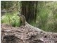 Crows Nest QLD 4355