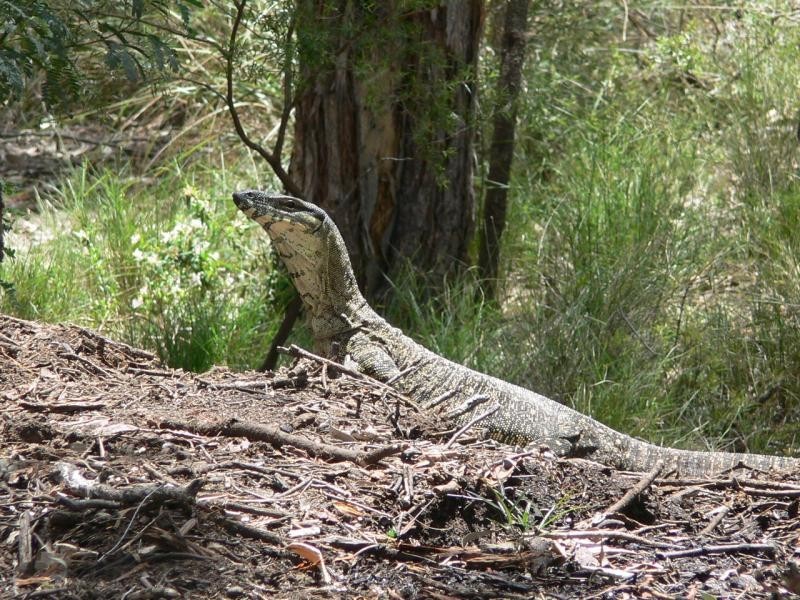 Crows Nest QLD 4355