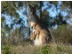 Crows Nest QLD 4355