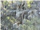 Crows Nest QLD 4355