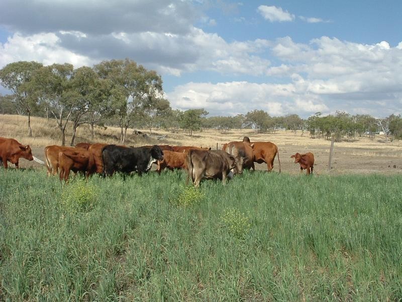 373 Ciesiolka Road, Aubigny QLD 4401