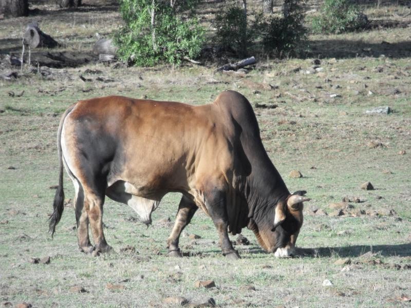 373 Ciesiolka Road, Aubigny QLD 4401