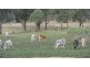 977 Pilton Valley Road, Toowoomba QLD 4350