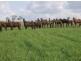 Biddeston QLD 4401