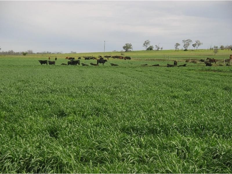 Biddeston QLD 4401