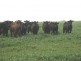 Biddeston QLD 4401