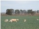 Wellcamp QLD 4350