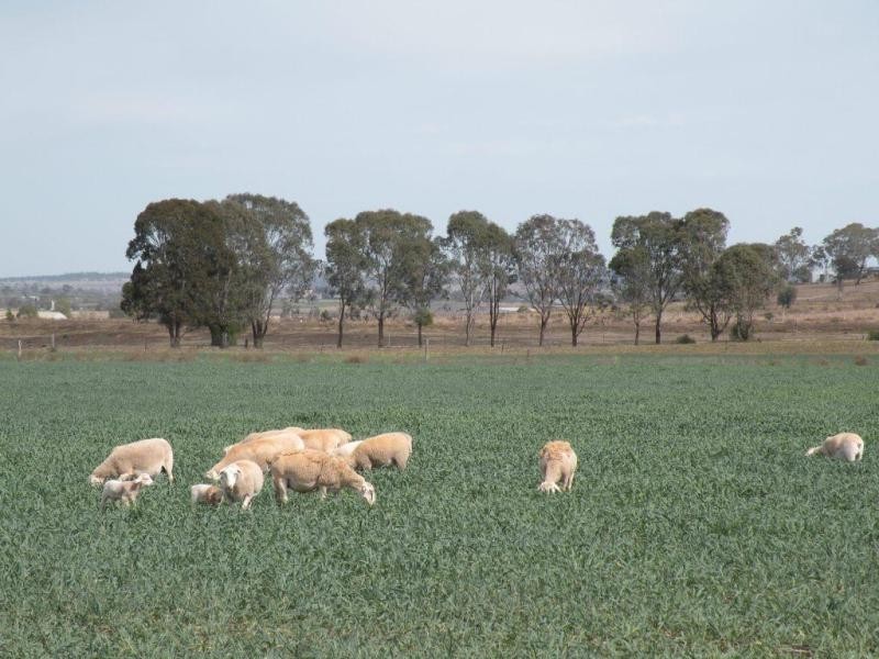 Wellcamp QLD 4350