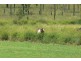 Lot 7/ Gittins Road, Withcott QLD 4352