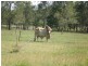 586 Cawarral Rd, Cawarral QLD 4702