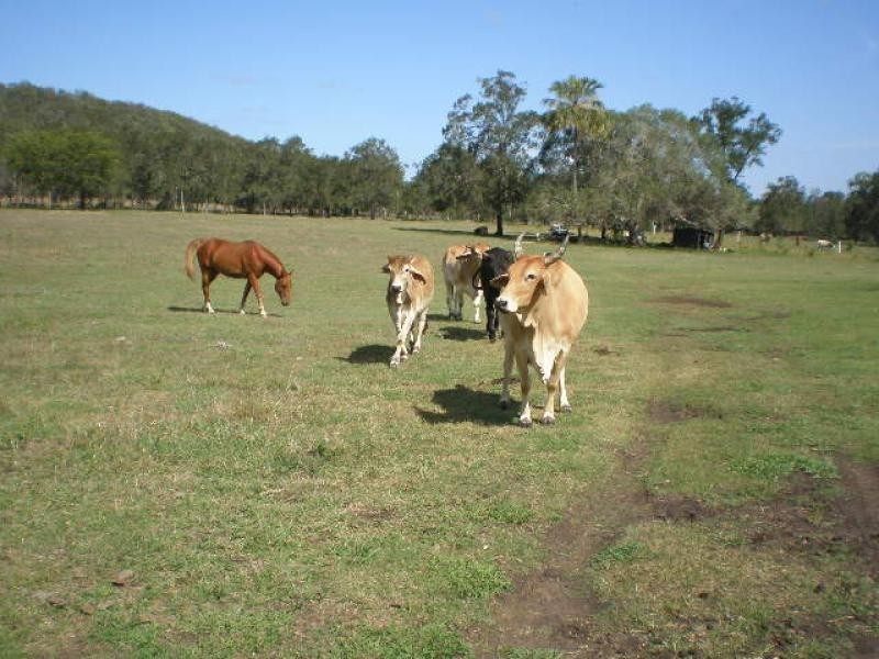 586 Cawarral Rd, Cawarral QLD 4702