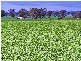 Muskerry VIC 3557