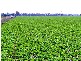 Muskerry VIC 3557