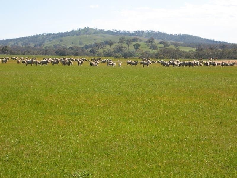 587 KINGOWER BRENANAH ROAD, Brenanah VIC 3517