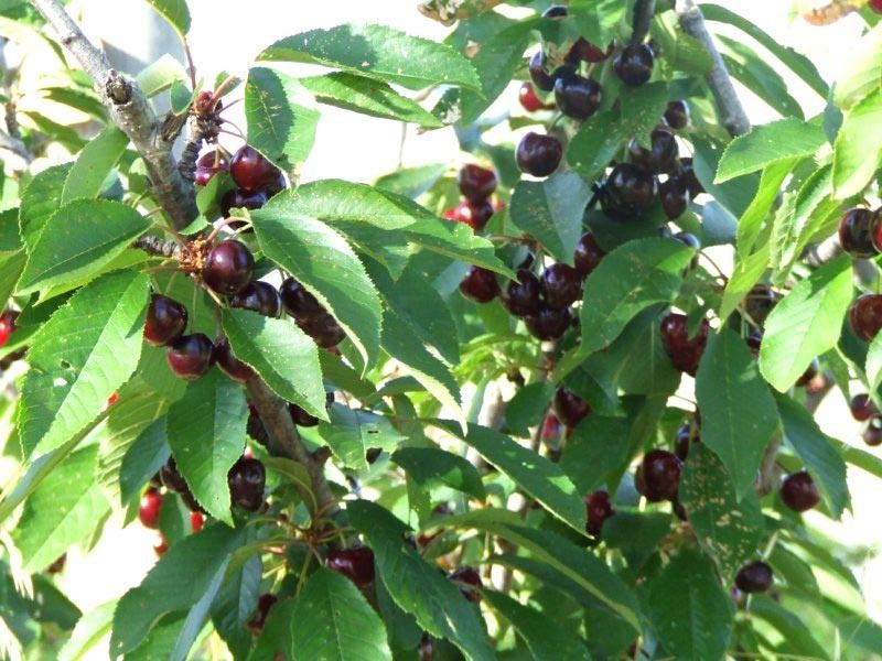 Lot 2 North Harcourt Road, Harcourt North VIC 3453