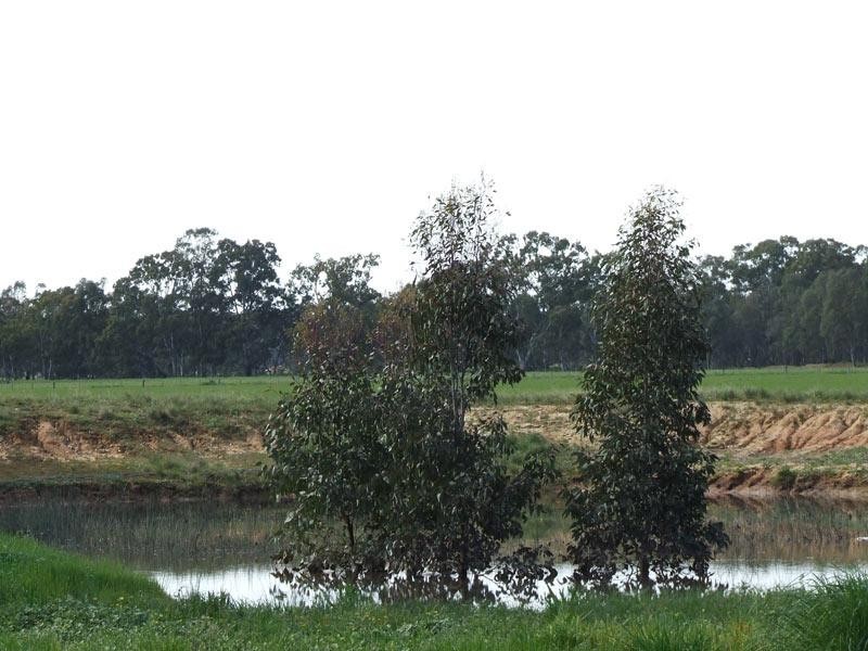 212 Bet Bet-Betley Road, Bet Bet VIC 3472