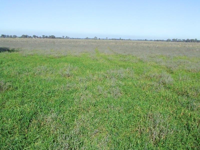 Bridgewater VIC 3516