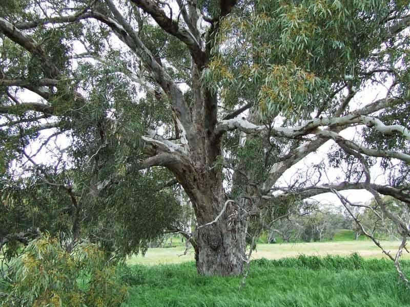 89 Beilharz Road, Bendigo VIC 3550