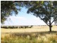 Lot 2/384 Charlton Borung Road, Borung VIC 3518