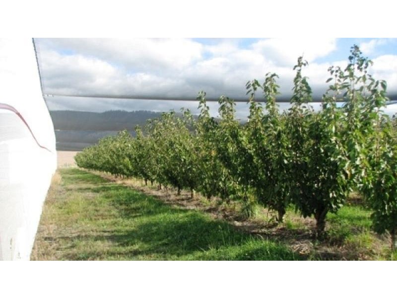 Rosegarland TAS 7140
