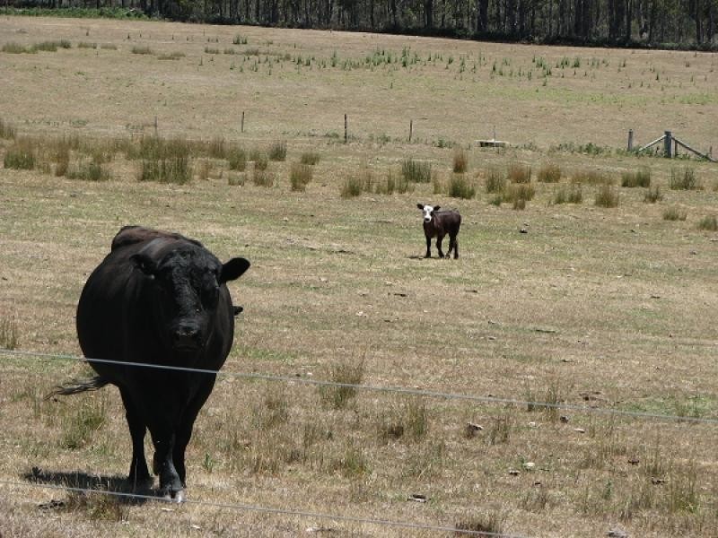 1592 BUCKLAND ROAD WOODSDALE, Sorell TAS 7172