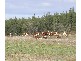 1020 STONEHENGE ROAD, Stonehenge TAS 7120