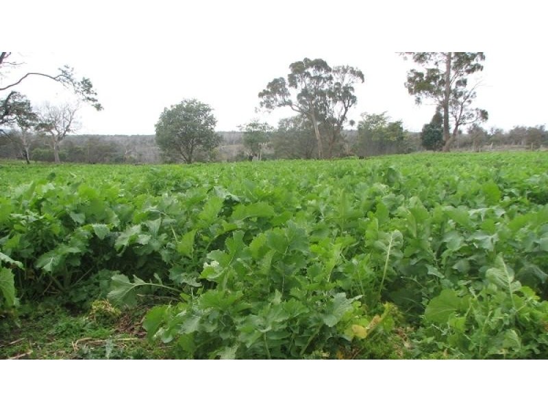 900 Swanston Road, Swanston TAS 7120