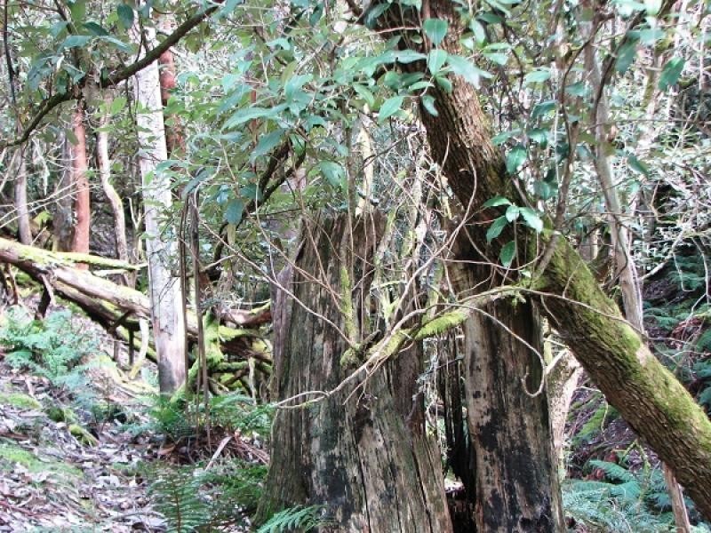 10 Espies Craig Rd., Pelham TAS 7030