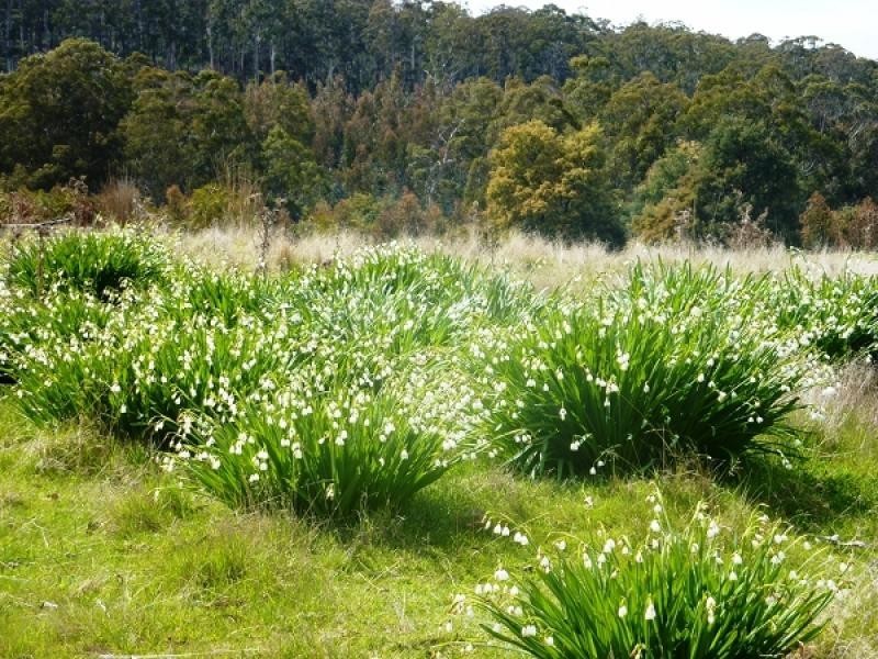 172 MCGUIRES ROAD, Osterley TAS 7140