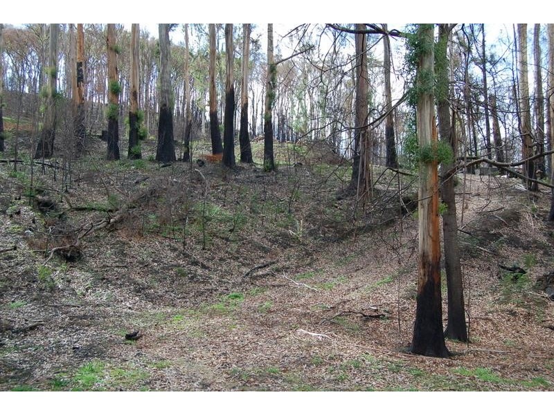 75 Forest Road, Flowerdale VIC 3717