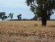 Mirrool NSW 2665