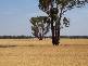 Mirrool NSW 2665