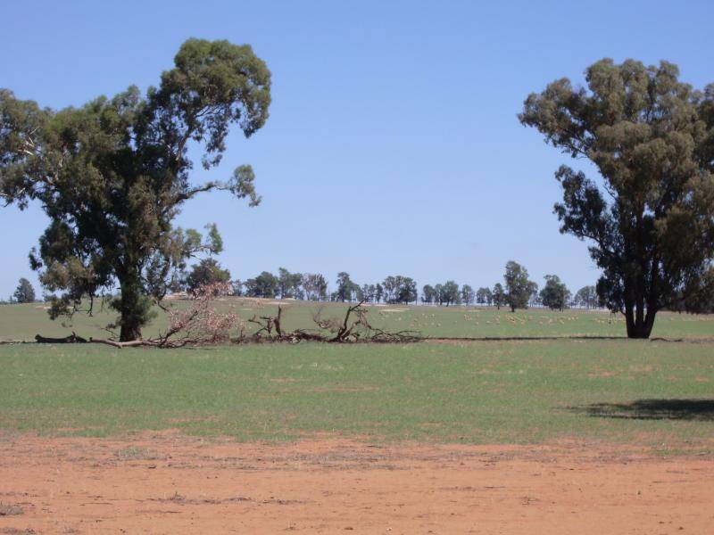 WITHERS LANE, Wagga Wagga NSW 2650