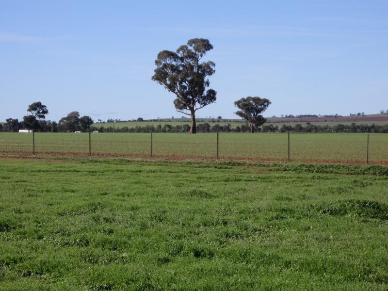 459 Temora Road, Junee NSW 2663