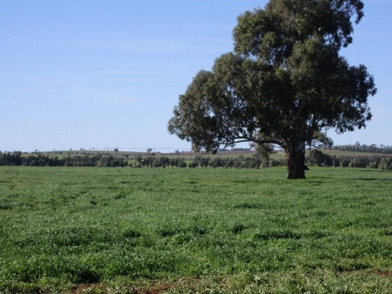 459 Temora Road, Junee NSW 2663