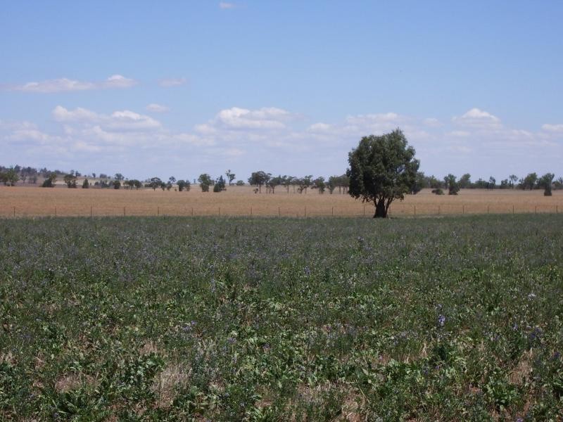 Coolamon NSW 2701