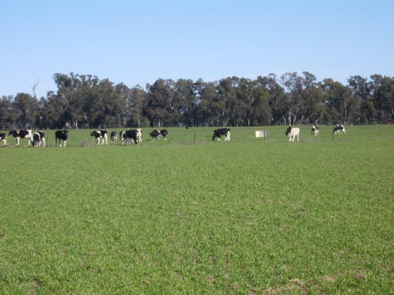 Wagga Wagga NSW 2650