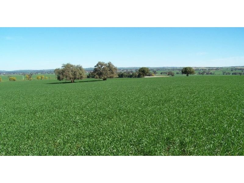 136 Park Lane, Junee NSW 2663