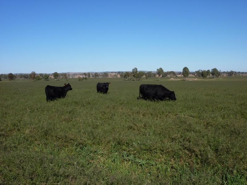 Eurongilly NSW 2663