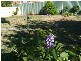 2 HODGES STREET, Higgins ACT 2615