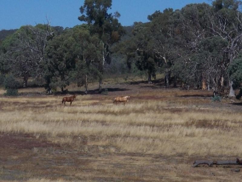 790 Dickscreek Road, Murrumbateman NSW 2582